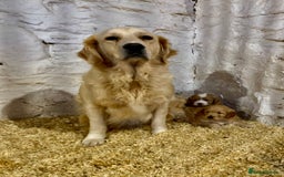 Mini Goldendoodle dogs for sale: Miniature Golden Doodles  - Image 2