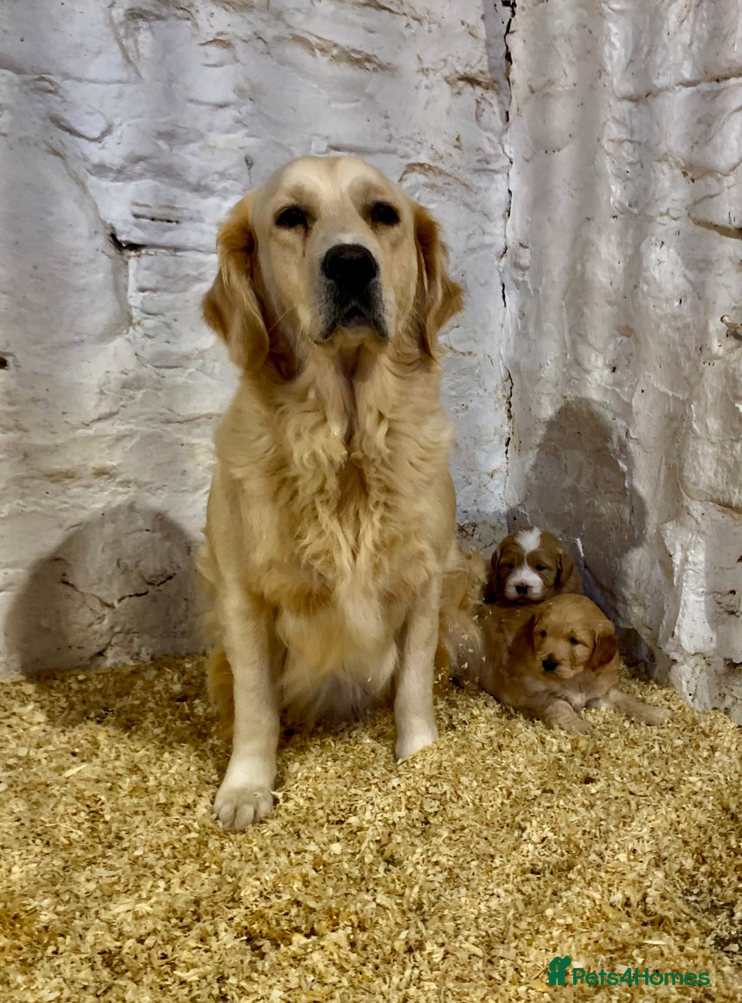 Mini Goldendoodle dogs for sale: Miniature Golden Doodles  - Image 2