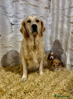 Mini Goldendoodle dogs - Advert 3