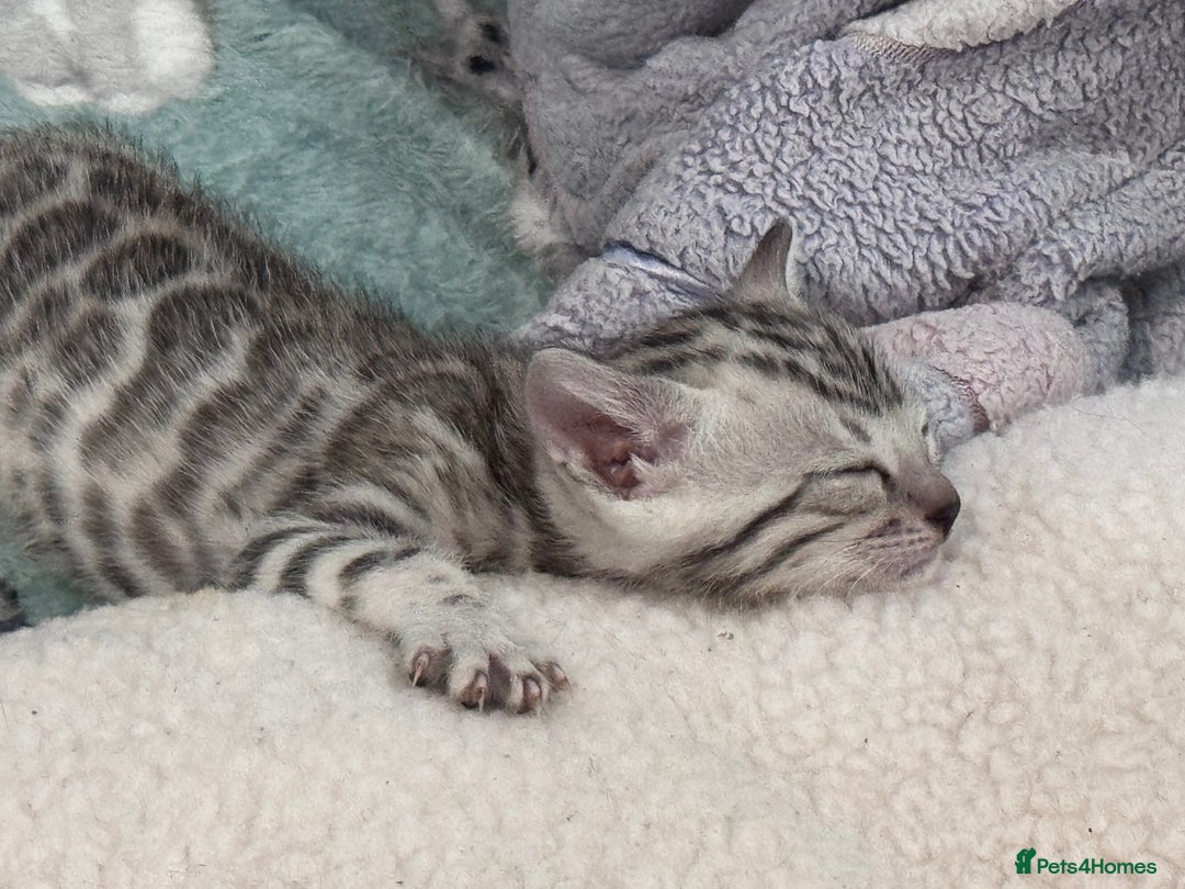 Bengal cats for sale: Ready mid March. Stunning TICA-registered Bengals  - Advert 13