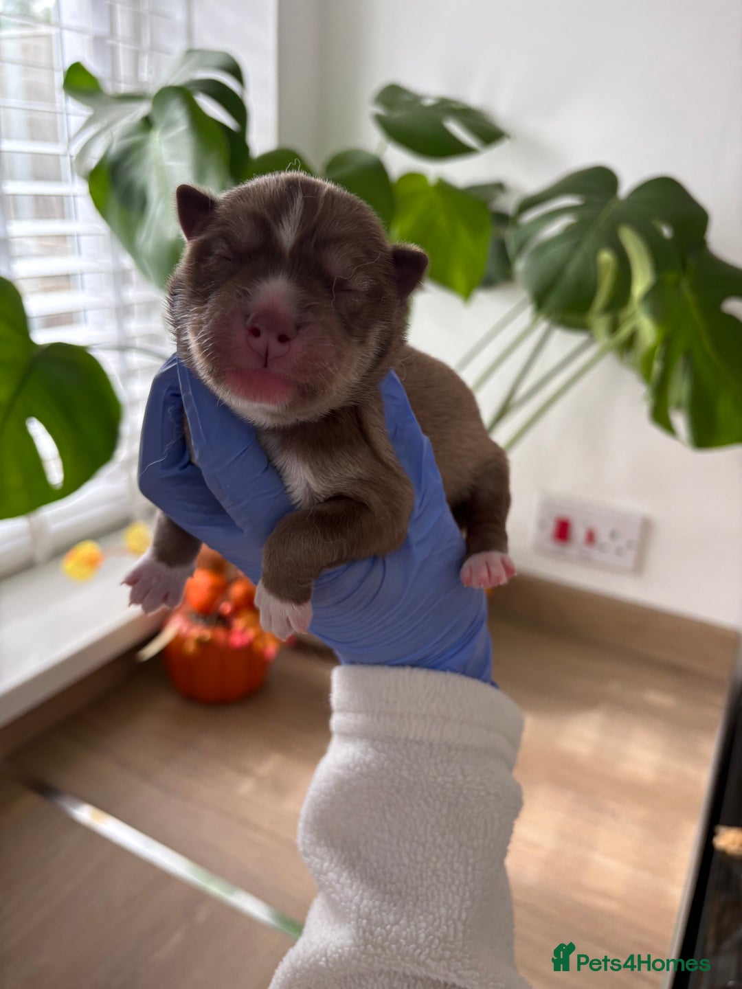 Siberian Husky dogs for sale: Pedigree Siberian Husky Puppies - Image 2
