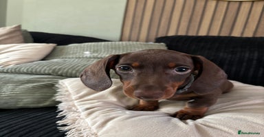 Miniature Dachshund dogs - Advert 1