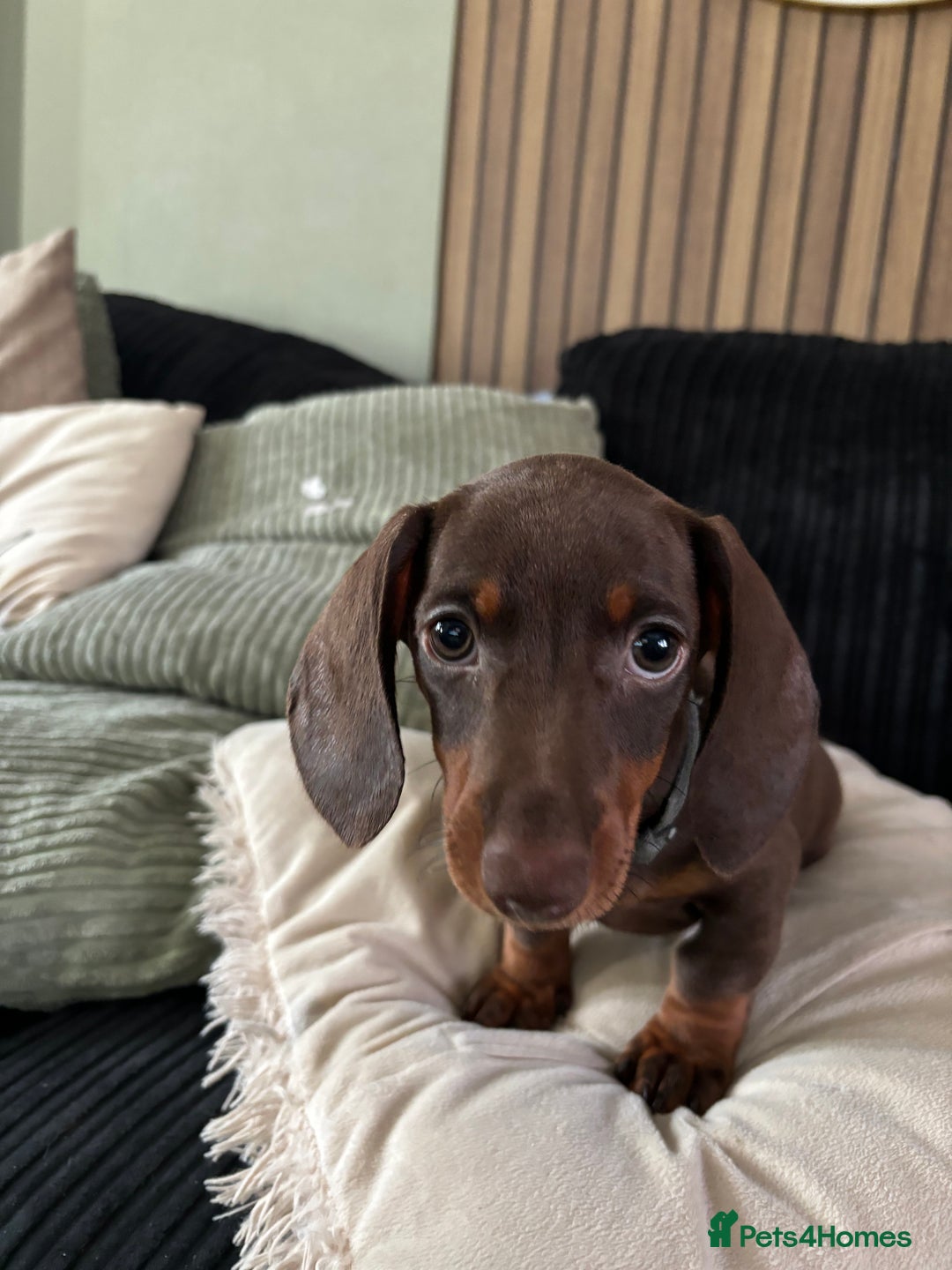 Miniature Dachshund dogs for sale: Pure miniature dachshunds - Image 3
