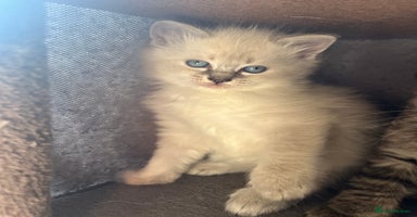 Ragdoll cats - Advert 4