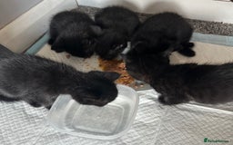Domestic Shorthair cats for sale: Beautiful black kittens  - Image 2