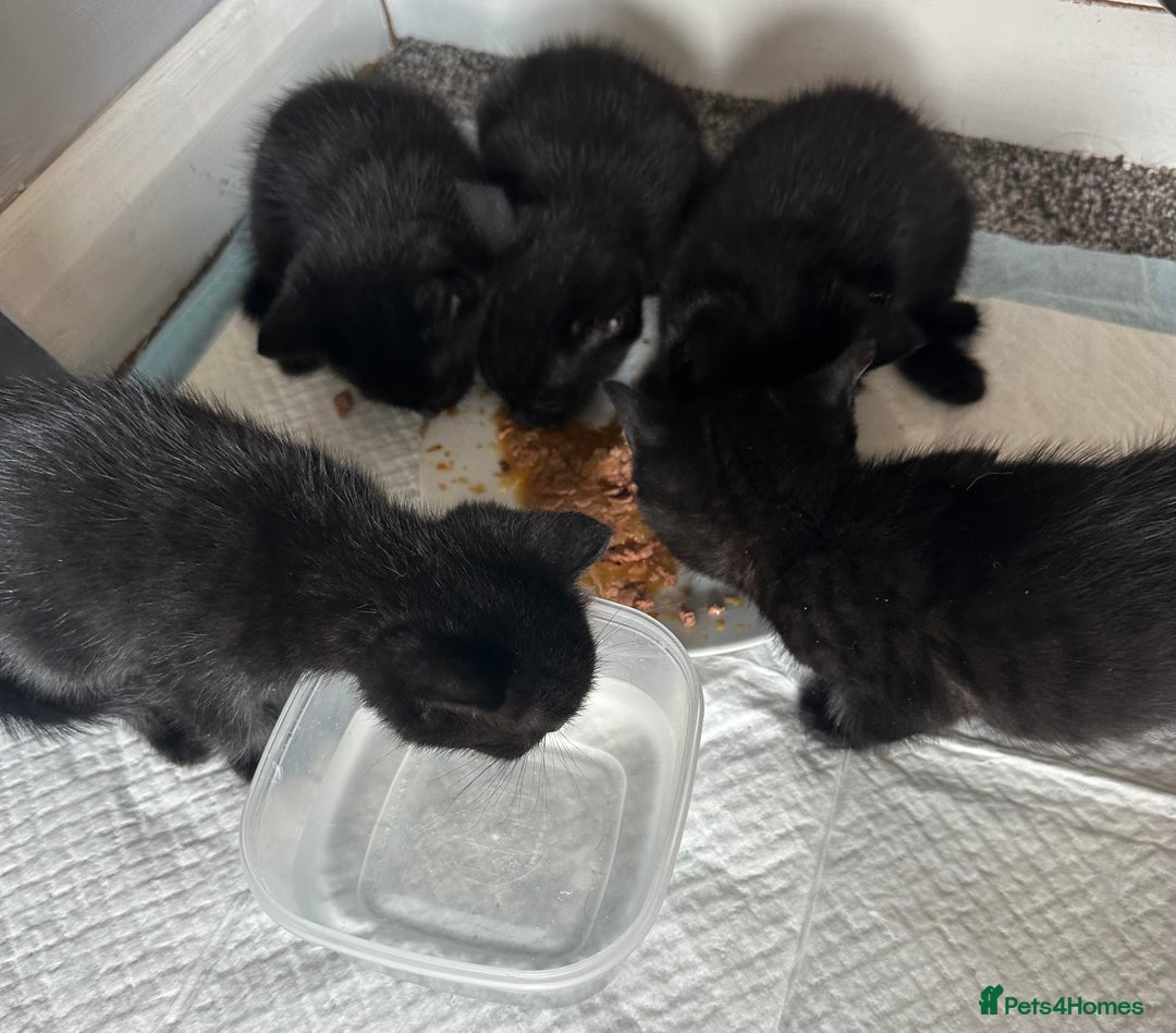 Domestic Shorthair cats for sale: Beautiful black kittens  - Image 2