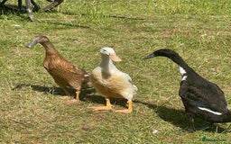 Ducks poultry for sale: Three Indian Runner duck girls  - Image 1