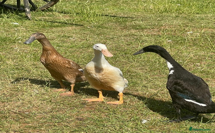 Ducks poultry - Advert 4