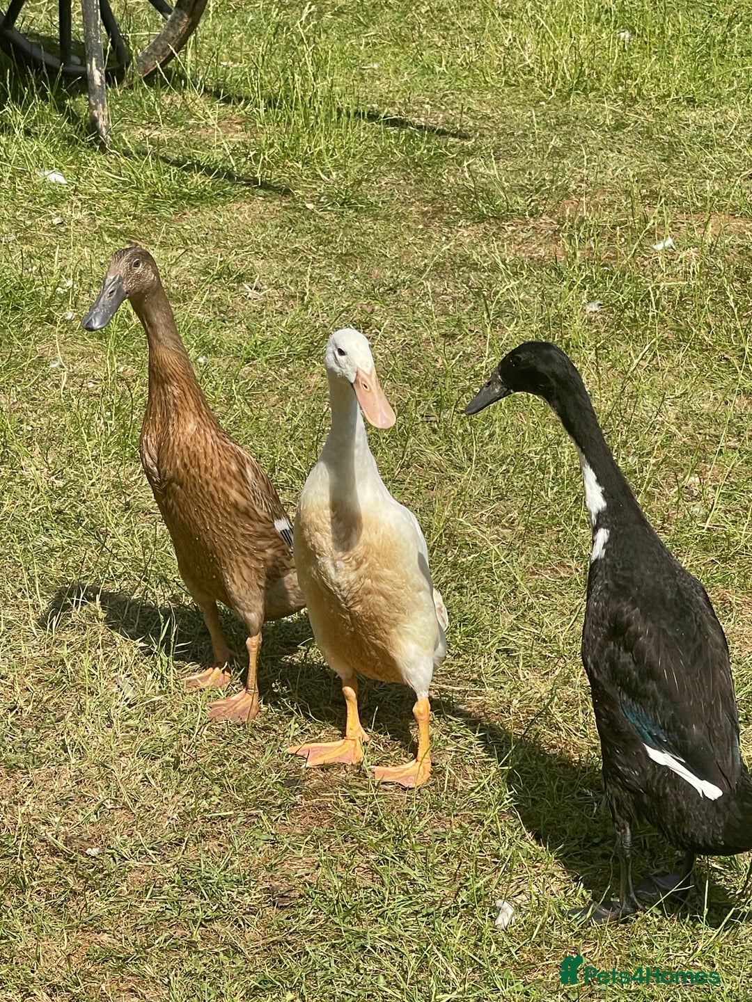 Ducks poultry for sale: Three Indian Runner duck girls  - Image 1