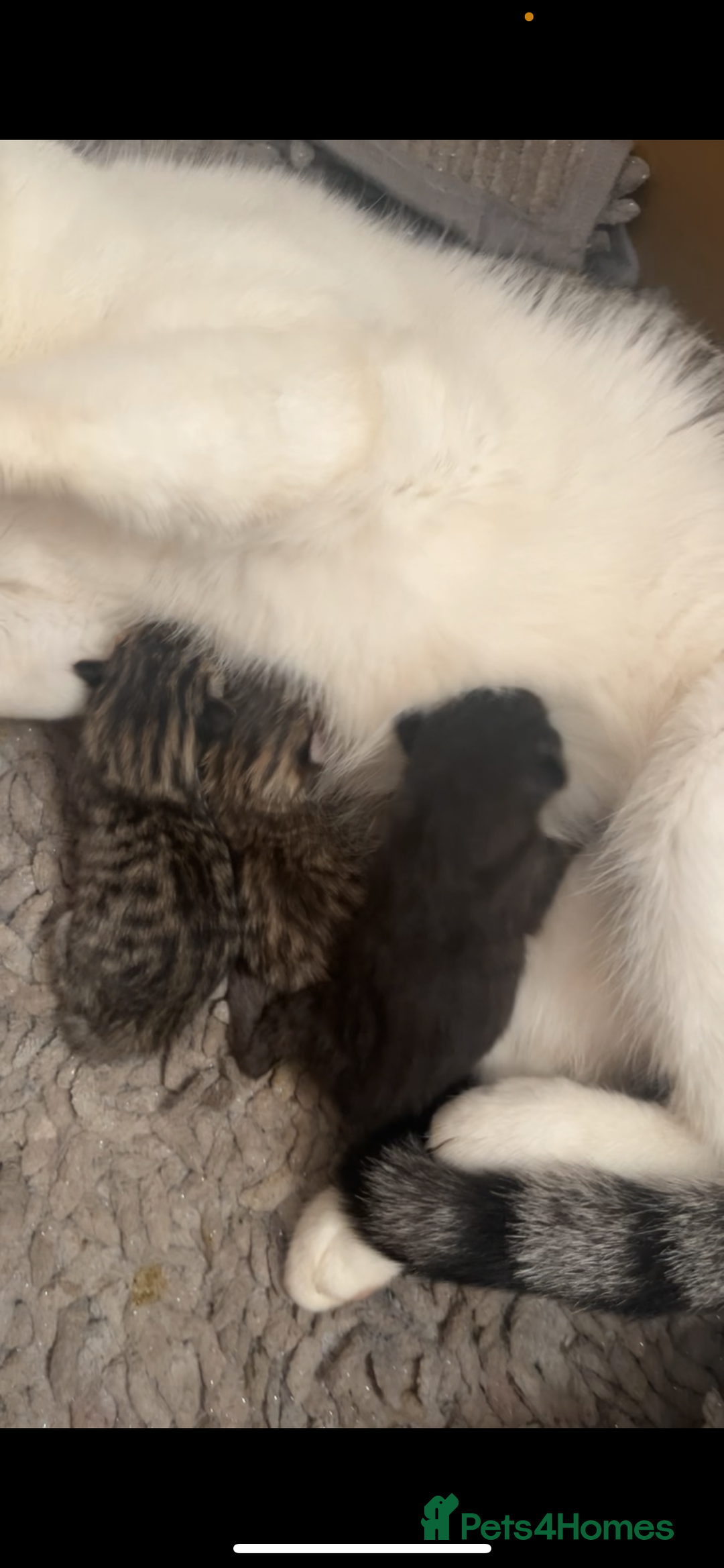 Mixed Breed cats for sale: Lovely kittens  - Advert 2