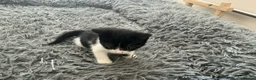 Mixed Breed cats for sale: Kitten x4 black and white - Advert 9