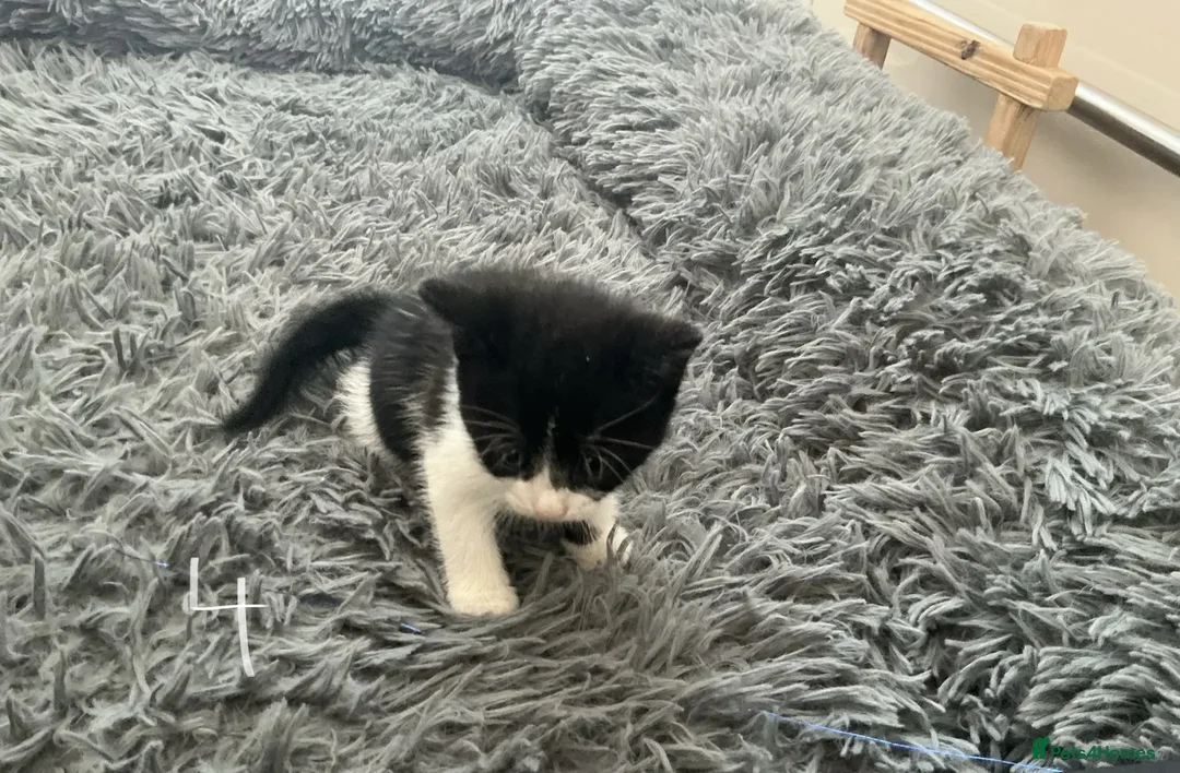 Mixed Breed cats for sale: Kitten x4 black and white - Advert 9