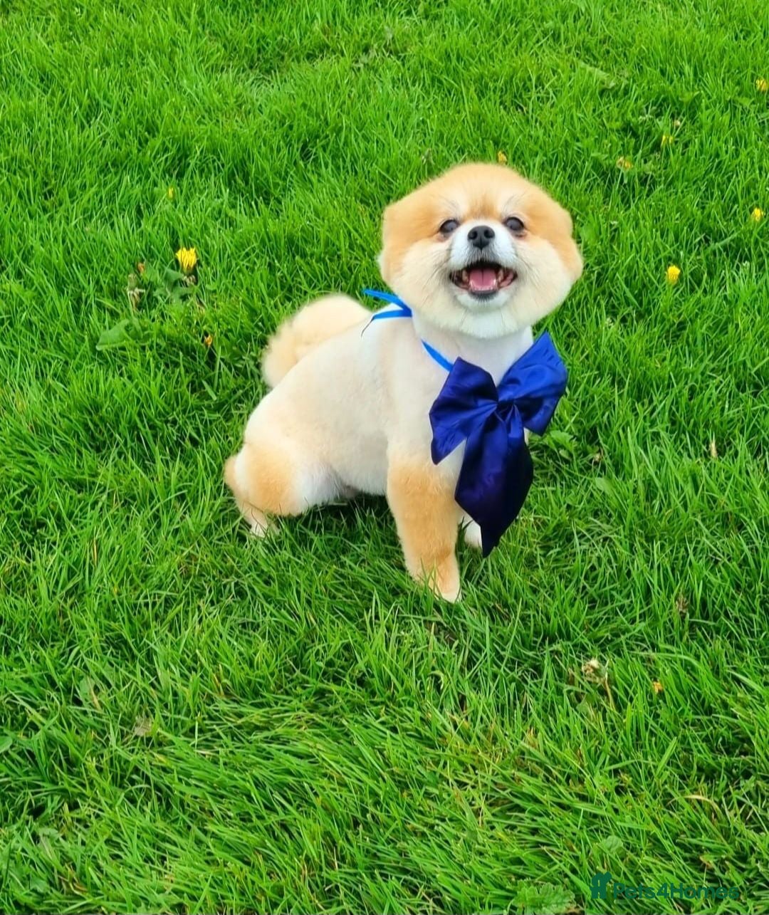 Pomeranian dogs Posh pudding pomeranians 🐾 🐾 🐾 🐾  - Advert 1