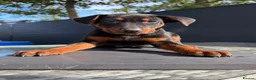 Chinese Red Dog dogs for sale: 2 CHINESE RED DOG GIRLS LEFT 🇨🇳 🐶 ( AVAILABLE ) - Advert 10