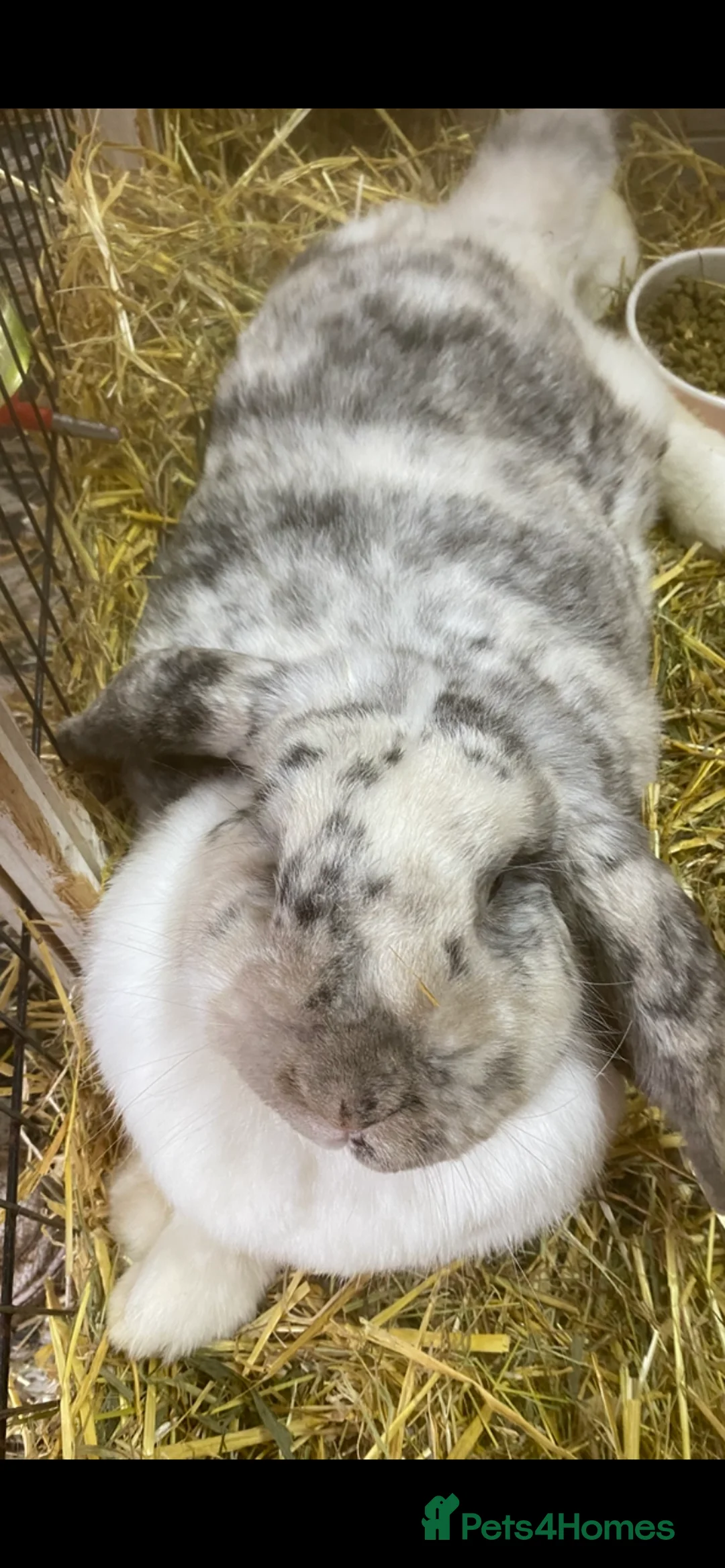 Mixed Breed rabbits for sale: Big lop bunny  - Advert 1