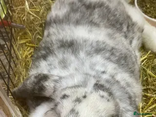 Mixed Breed rabbits Big lop bunny - Advert 1