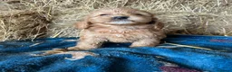 Cockapoo dogs for sale: Beautiful cockapoo puppies - Advert 13