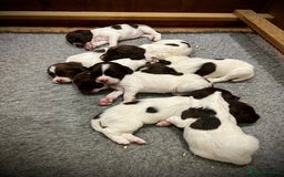 English Springer Spaniel dogs for sale: KC registered, English Springer Spaniel puppies  - Image 3