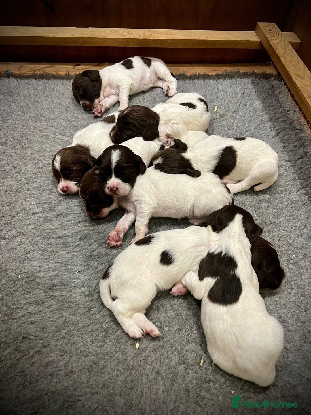 English Springer Spaniel dogs for sale: KC registered, English Springer Spaniel puppies  - Image 3