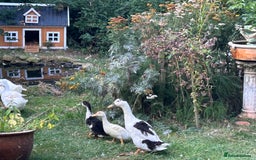 Ducks poultry for sale: Beautiful Ducklings  - Image 4