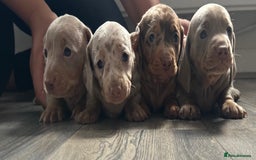 Miniature Dachshund dogs for sale: Adorable litter ready August 22nd ❤️❤️❤️💙  - Image 2