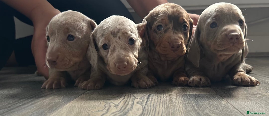 Miniature Dachshund dogs for sale: Adorable litter ready August 22nd ❤️❤️❤️💙  - Image 2