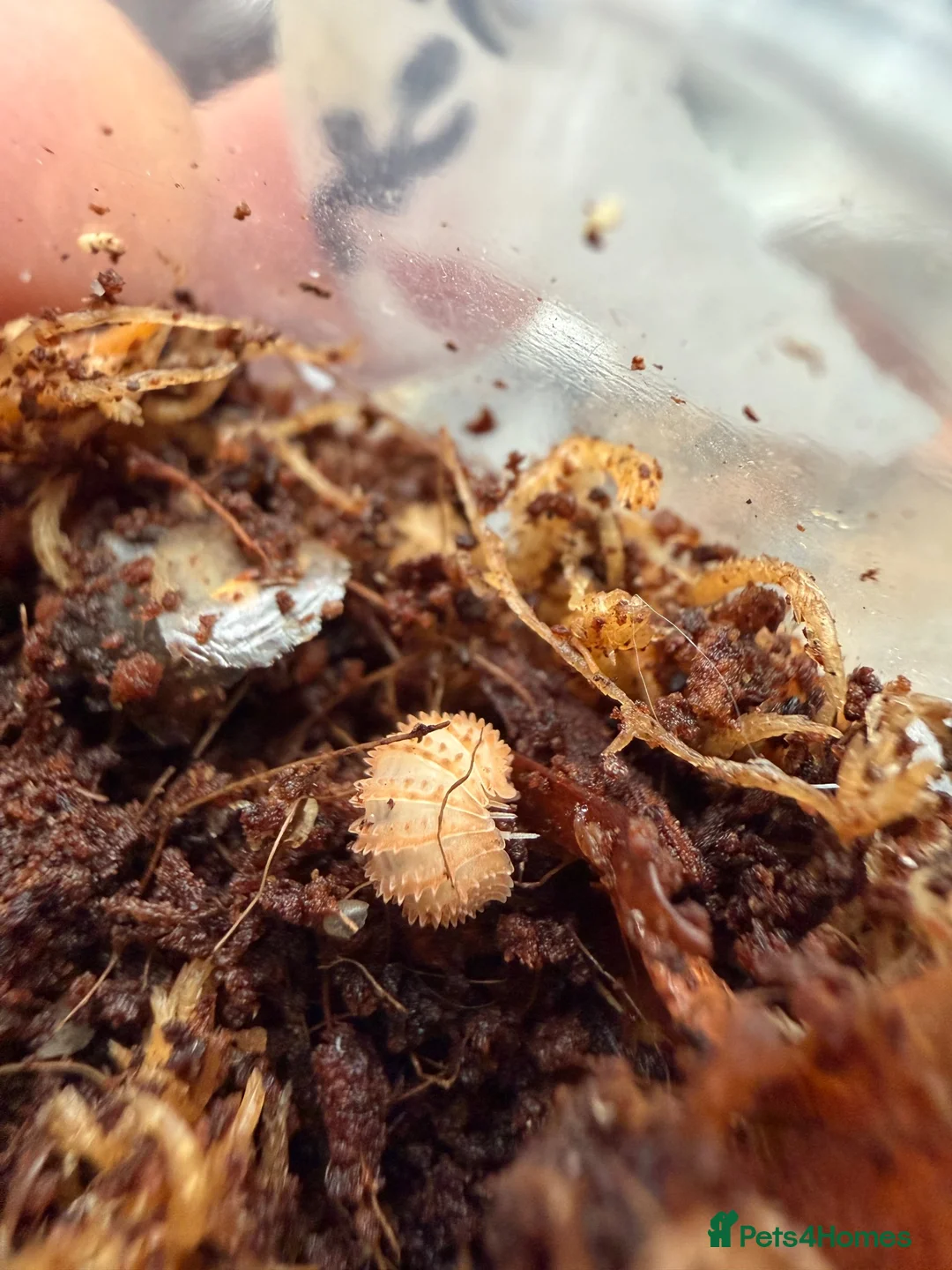 Mixed Breed invertebrates for sale: Invert Collection Sale - Isopods, Roaches & More! - Advert 2