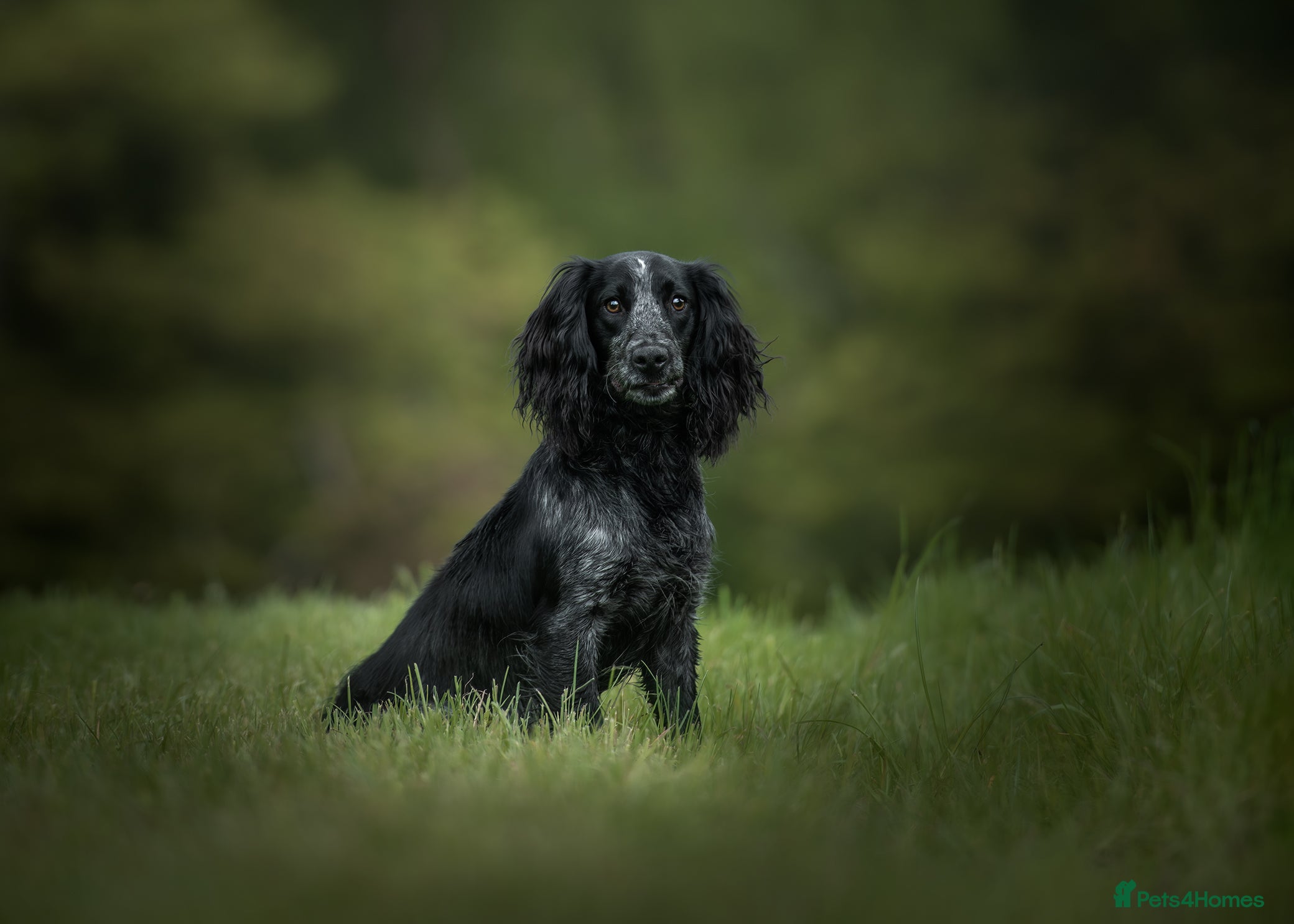 Cocker Spaniel dogs Handsome Paddy in Pershore - Advert 8