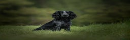 Cocker Spaniel dogs for stud: Handsome Paddy in Pershore - Advert 1