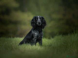 Cocker Spaniel dogs in Pershore - Advert 29