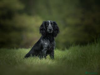 Cocker Spaniel dogs Handsome Paddy in Pershore - Advert 16