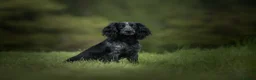 Cocker Spaniel dogs for stud: Handsome Paddy in Pershore - Advert 1