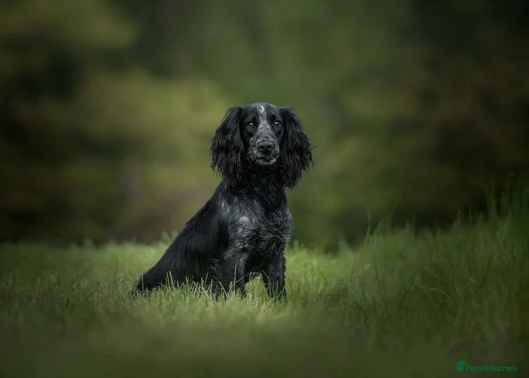 Cocker Spaniel dogs for stud: Handsome Paddy in Pershore - Advert 1