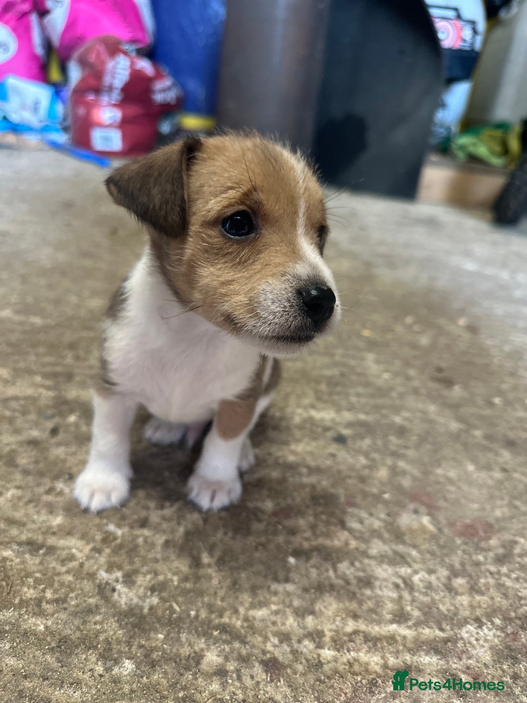 Jack Russell dogs for sale: Beautiful traditional jackrussel Pups  - Advert 1
