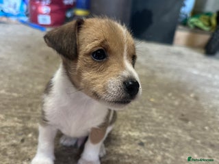 Jack Russell dogs - Advert 24
