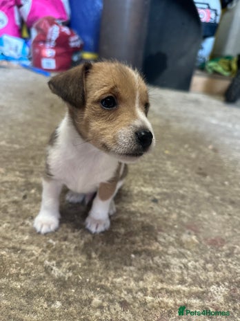Jack Russell dogs - Advert 10