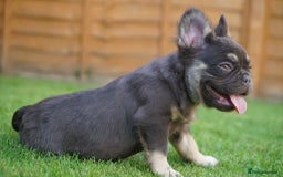 French Bulldog dogs for sale: Exceptional KC Fluffy French Bulldog Puppies - Image 12