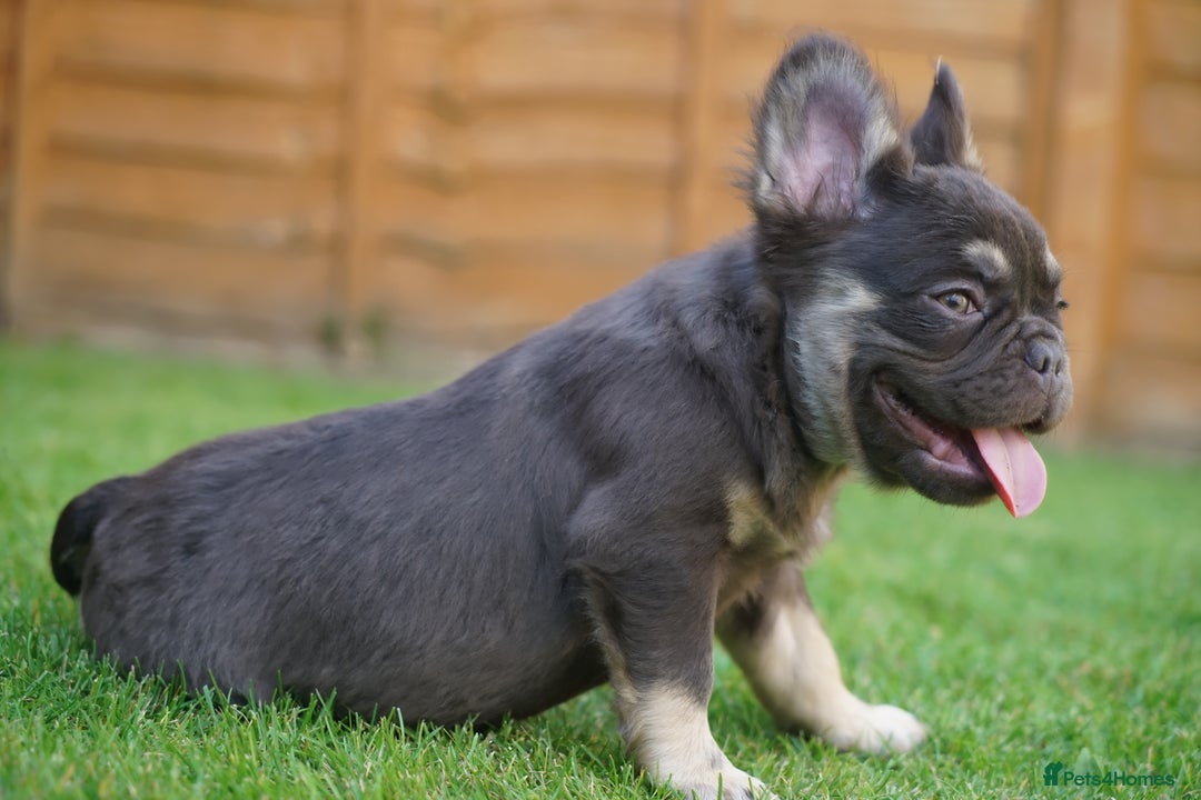 French Bulldog dogs for sale: Exceptional KC Fluffy French Bulldog Puppies - Image 12