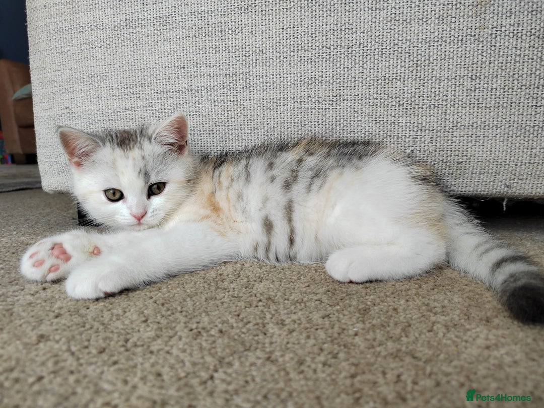 Scottish Fold cats for sale: Scottish Kittens 💜 - Image 26