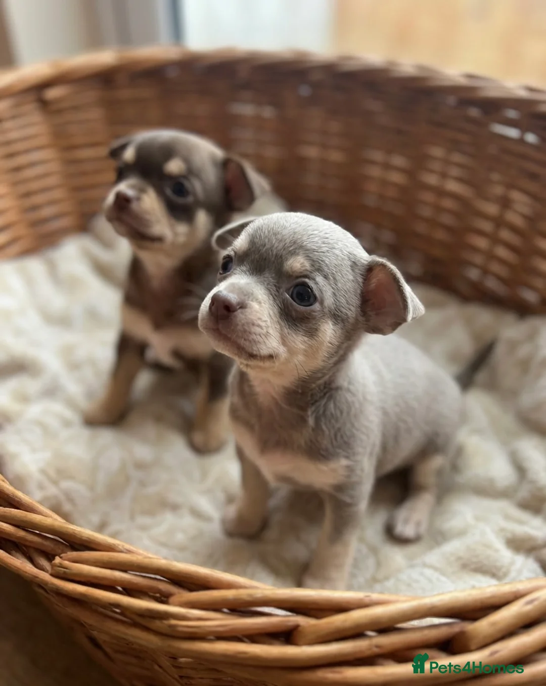 Chihuahua dogs for sale: Adorable Chihuahua Puppies, Loving Temperaments 🐾 in Leatherhead - Advert 2