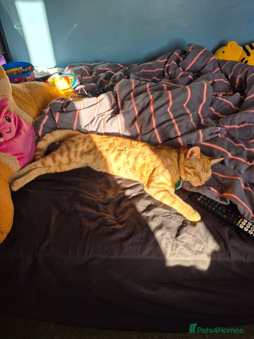 Mixed Breed cats for sale: Male ginger cat - Advert 2