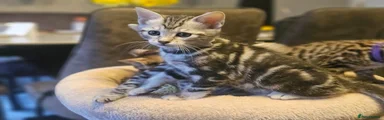 Savannah Kitten 6