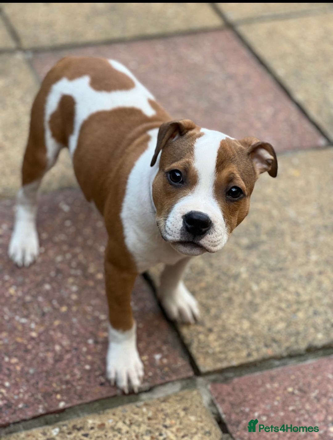 Staffordshire Bull Terrier dogs for sale: 🥨Amazing opportunity awaits.🥨 - Advert 14