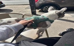 French Bulldog dogs for sale: Loving frenchie  - Advert 2