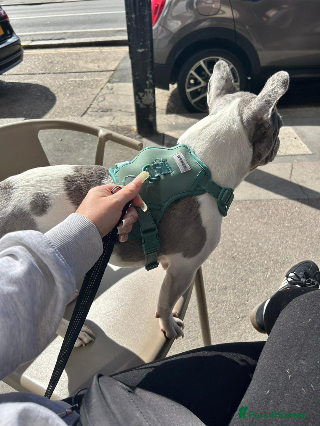 French Bulldog dogs for sale: Loving frenchie  - Advert 2