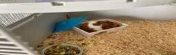 Hamster rodents for sale: Peanut the hamster - Advert 4
