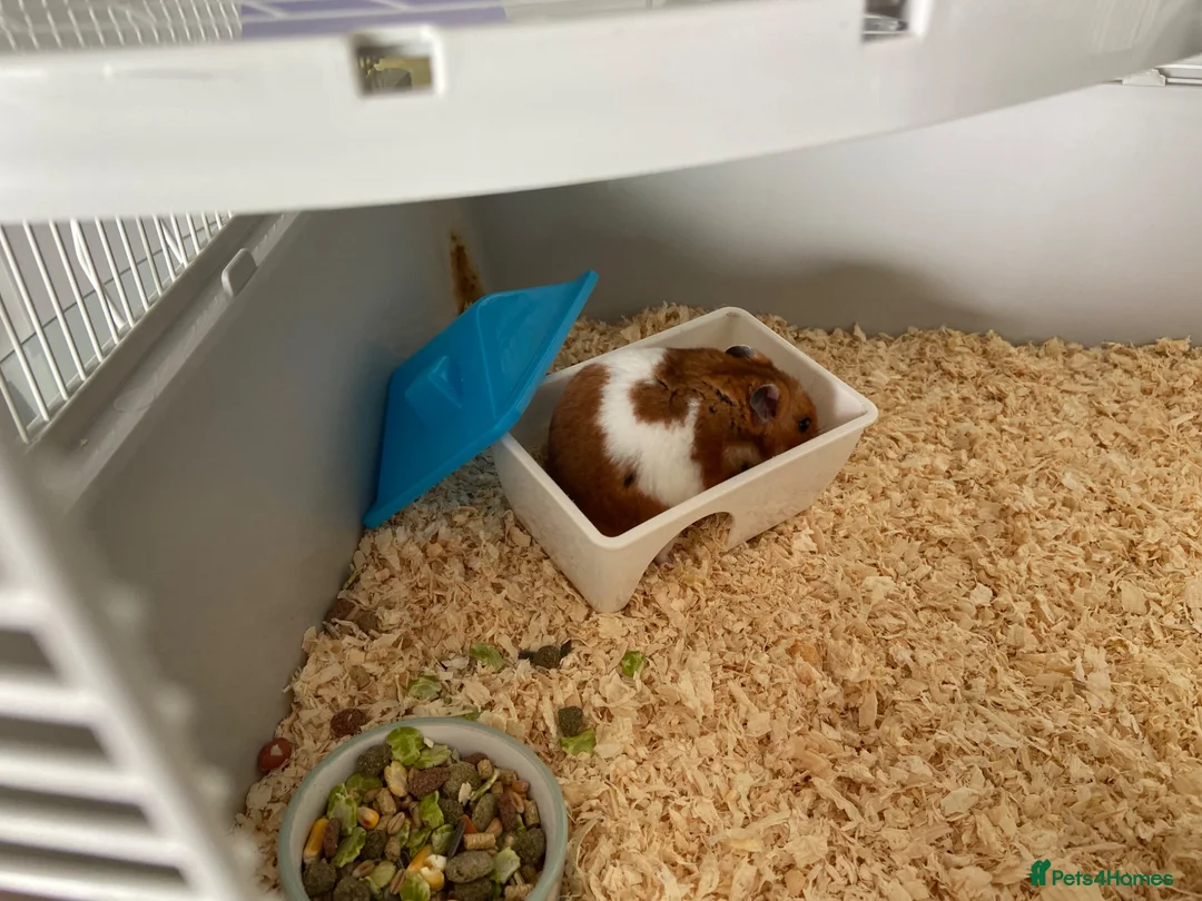 Hamster rodents for sale: Peanut the hamster - Advert 4