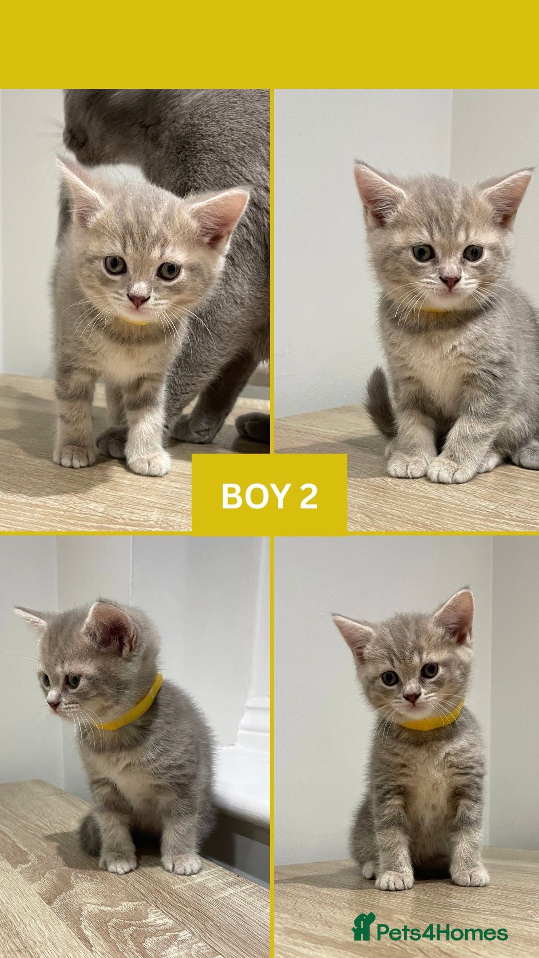 British Shorthair cats for sale: Beautiful Kittens- British Shorthair X Maine Coon - Advert 14