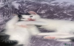 Domestic Shorthair cats for sale: Lola - 8 Weeks Old – Ready Now - Image 3