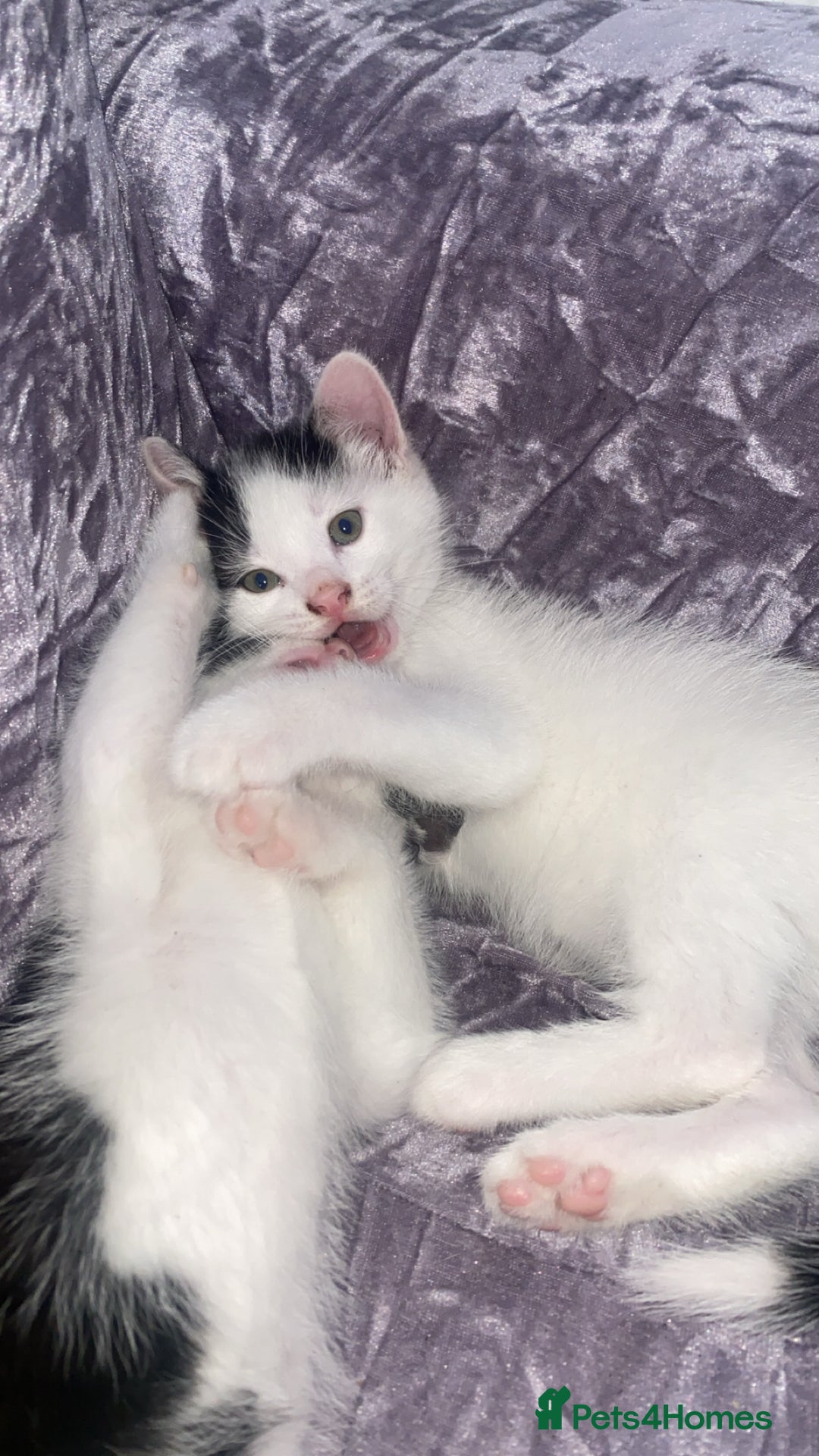 Domestic Shorthair cats for sale: Lola - 8 Weeks Old – Ready Now - Image 3